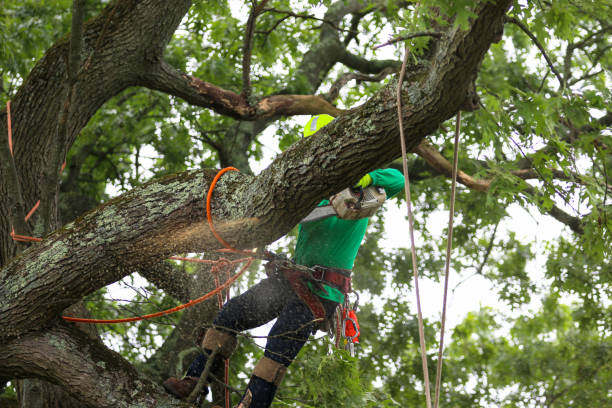 How Our Tree Care Process Works  in  Mosheim, TN