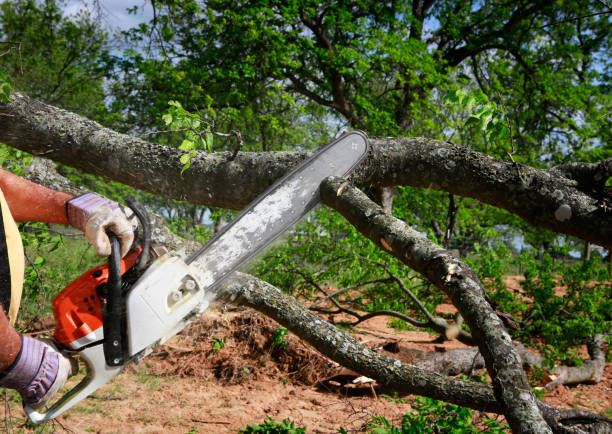 Trusted Mosheim, TN Tree Care Experts